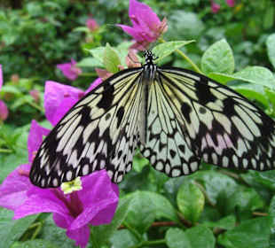 Schmetterlings-Ausstellung