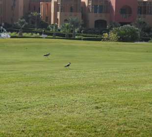 El Gouna