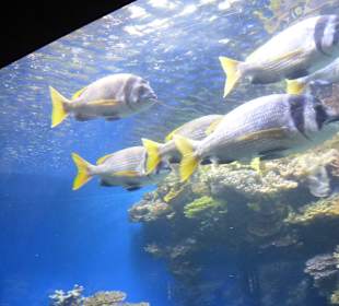 Im Aquarium