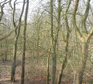 Wunderschöne Boberger Niederung