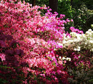 Hauptblüte im Rhododendronpark Bremen