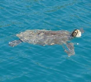 Caretta Caretta Meeresschildkröte