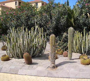 Kakteengarten Maspalomas