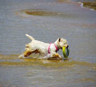 Der Hundestrand dei Pini