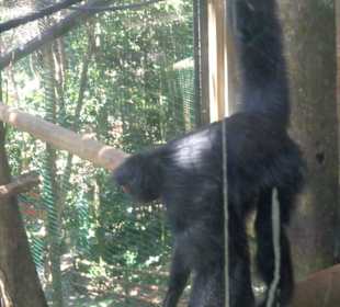 Affe