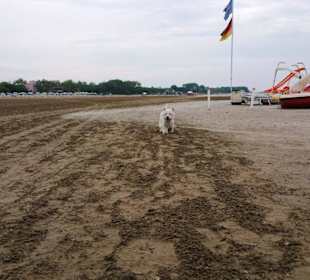 Am Hundebereich Strand