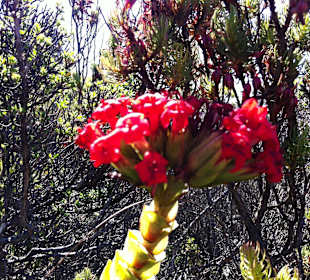 Blume auf dem Tafelberg