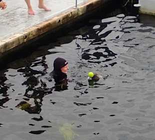 Schwimmen mit Seehunden