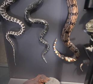 Museum für Naturkunde