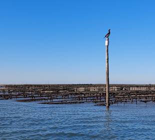 Bootstour Ria Formosa