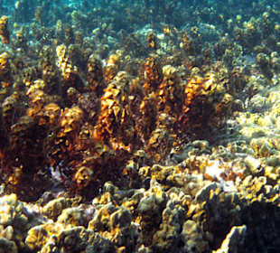 Подводный мир