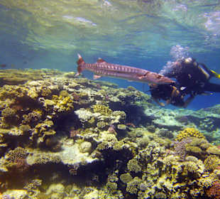 Nurkowanie z barakudą