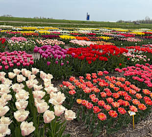 Floratuin Julianadorp