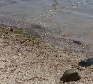 Strand Ludwigshafen in Bodman-Ludwigshafen