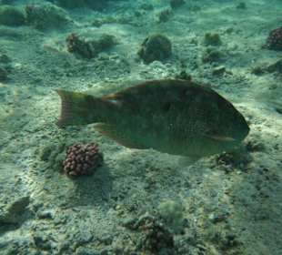 Kanichenfisch