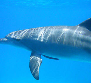 Schwimmen mit Delfinen