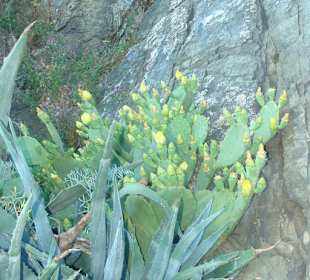 Liebesschlösser am Liebesweg