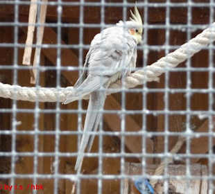 Einer der vielen Vögel