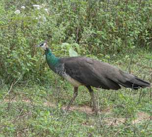 Nationalpark Udawalawe
