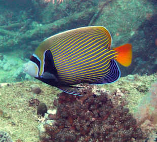 Imperator Kaiserfisch