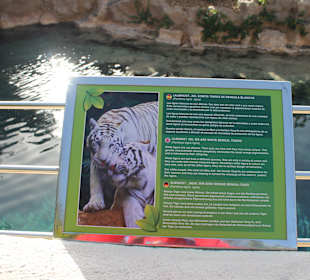 Weiße Bengalen-Tiger