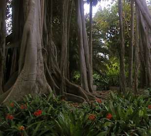 Ein Baum wie ein Wald
