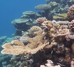 Korallenriff