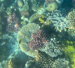 Korallenreef schnurcheln