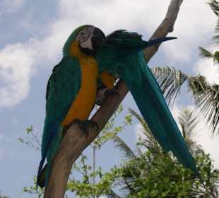 Arapärchen im Bali Birdpark