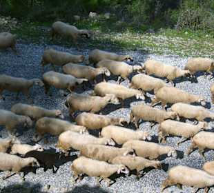 Schafsherde auf der Dörferfahrt