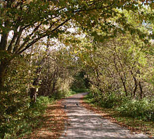 Ścieżka wśród bagien