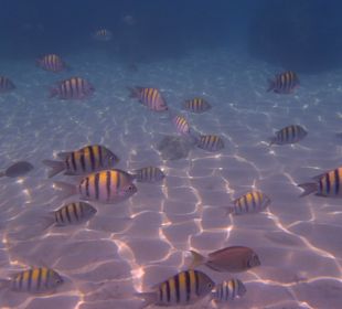 Bunte Fische beim Schnorcheln