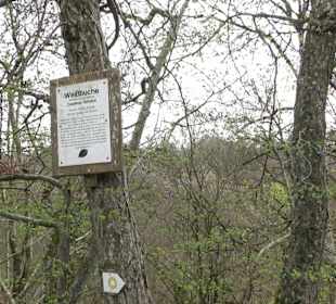 Wanderung rund um das Rusenschloss Gerhausen