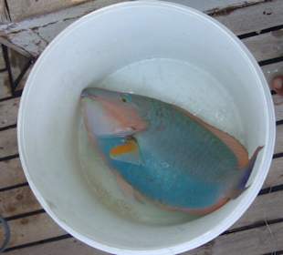 Fischfang der ägyptischen Bordbesatzung