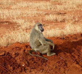 Pavian fragt "was guckt ihr so?"
