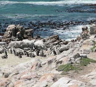 Pinguine sonnen sich