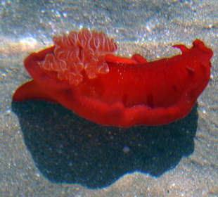 Hausriff Fort Arabesque