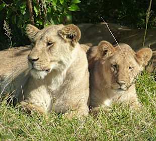 2 von 8 Löwen einer Gruppe