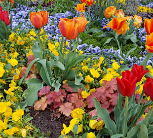 Frühlingsblumen am Saint-Maurice-Platz