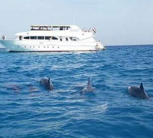 Delphinausflug