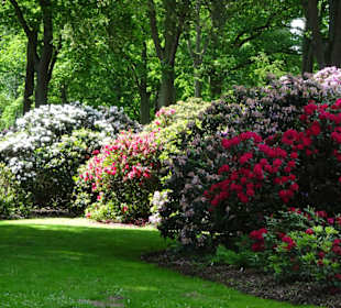 Hauptblüte im Rhododendronpark Bremen