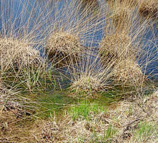 Rundgang durch das Stapeler Moor