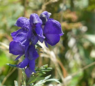 Bei unseren Wanderungen am Nebelhorn