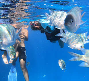 Delfin Tour - Riff