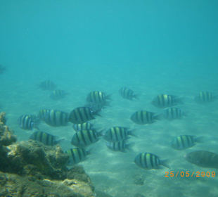 Plaża hotelowa w Naama Bay