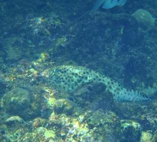 Rostflecken - Zackenbarsch