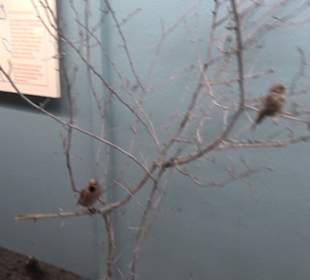Museum für Naturkunde