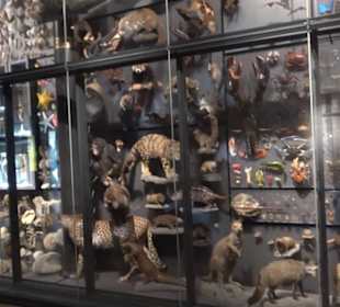 Museum für Naturkunde