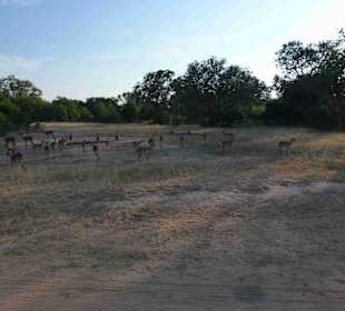 Krüger Nationalpark