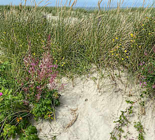 Strand Spiekeroog